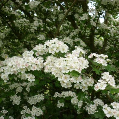 Hawthorn Hedge (Crataegus)